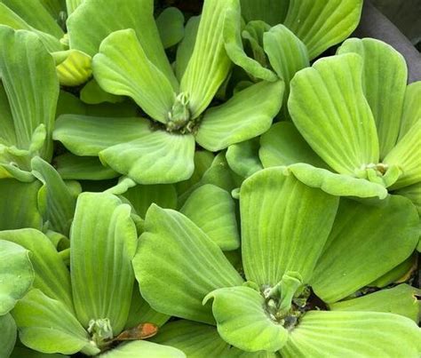 水生 植物 養魚|水芙蓉怎麼養？水芙蓉的好處、壞處&繁殖攻略 – 新鮮。